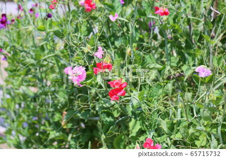 花豆花 花豆花 65715732