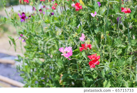 花豆花 花豆花 65715733
