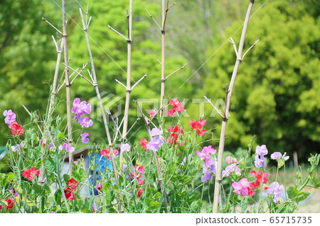 花豆花 花豆花 65715735