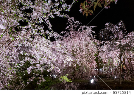 Heian Shrine-Red Weeping Concert 65715814