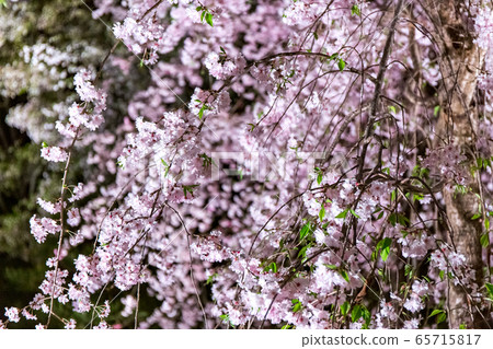 Heian Shrine-Red Weeping Concert 65715817