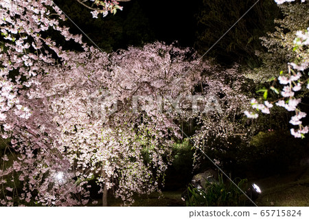 Heian Shrine-Red Weeping Concert 65715824