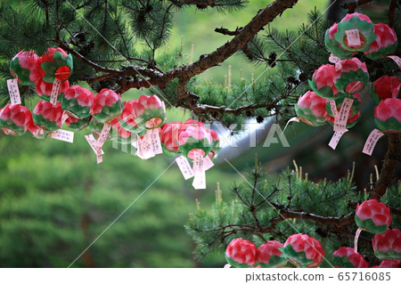 Buddha's Day, Buddha's Day 65716085