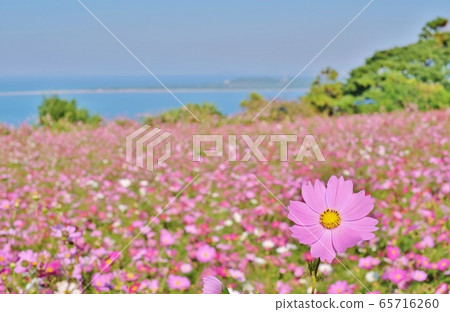 Autumn cosmos field Autumn cosmos field 65716260