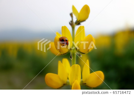 Ladybug and lupine field Ladybug and lupine field 65716472