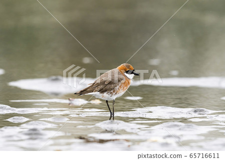 Medautitri Summer Wing Medautitri Summer Wing 65716611