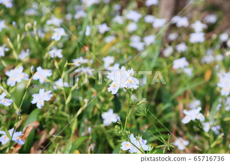 Flowers of Shaga Flowers of Shaga 65716736