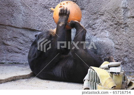 The Sun Bear is taking out food 65716754