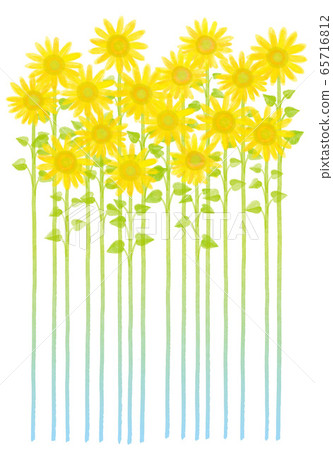 sunflower sunflower 65716812