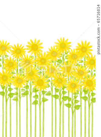 sunflower sunflower 65716814