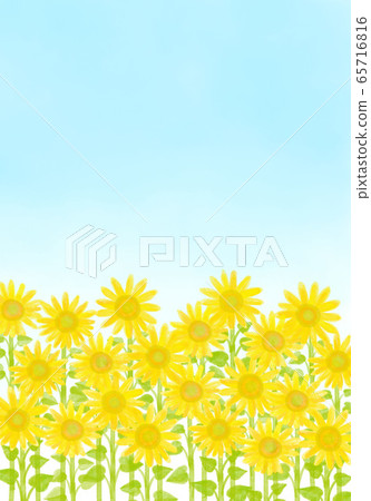 sunflower sunflower 65716816