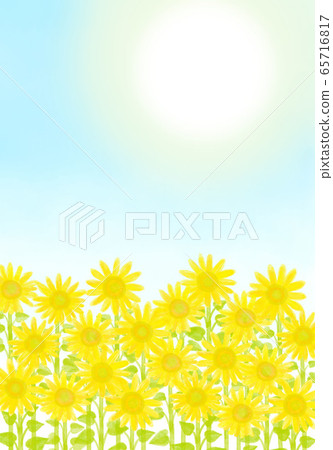 sunflower sunflower 65716817