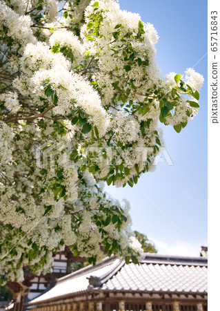 什麼是猴子樹 什麼是猴子樹 65716843