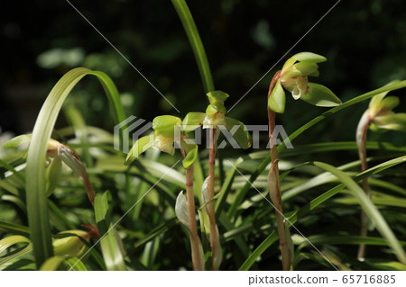 Shunlin Shunlin 65716885