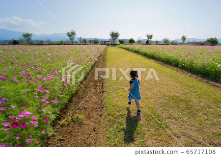Dash the cosmos field Dash the cosmos field 65717108