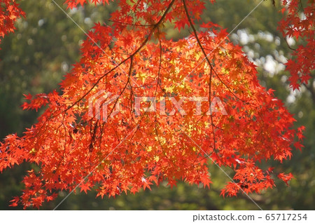 Momiji窗簾 65717254