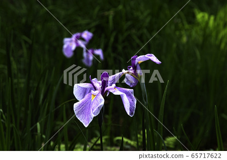 虹膜黃昏 虹膜黃昏 65717622