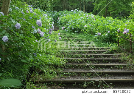 Kawasaki City, Hydrangea Mountain in Ikuta Ryokuchi Kawasaki City, Hydrangea Mountain in Ikuta Ryokuchi 65718022