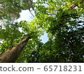 teak tree looking up with sunlight 65718231
