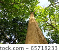 teak tree looking up with sunlight 65718233