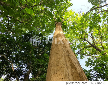 teak tree looking up with sunlight teak tree looking up with sunlight 65718233