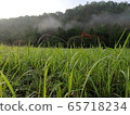 mountain and grass field in Morning 65718234