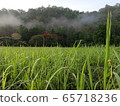 mountain and grass field in Morning 65718236