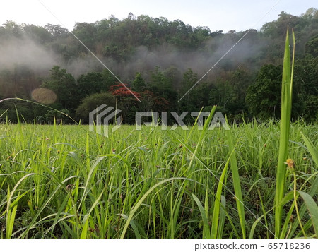 mountain and grass field in Morning 65718236
