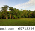 trees and grass field in morning 65718246