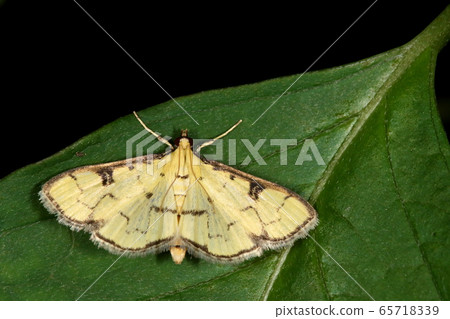 Creature Insect Black helikinomega, about 2 cm open. Subtle luster, bordered pale yellow wings are beautiful 65718339
