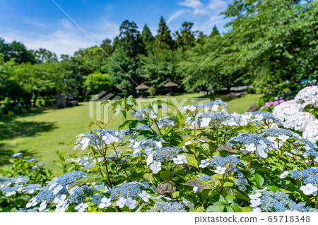 礦山縣稻部市萬葉之裡公園繡球花 65718348