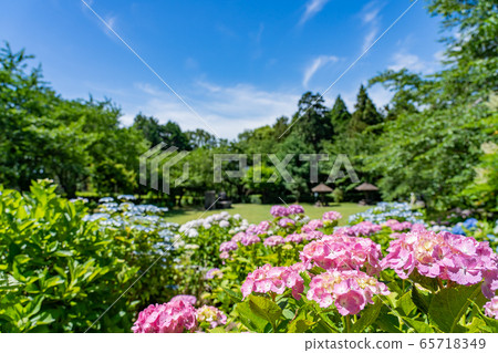 礦山縣稻部市萬葉之裡公園繡球花 65718349