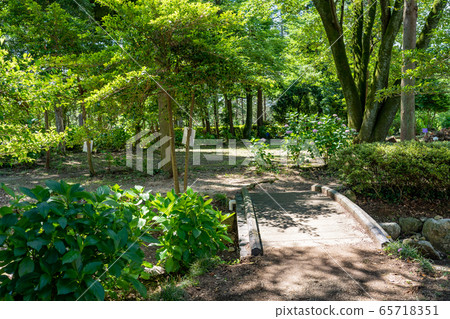 三重縣稻部市萬葉之裡公園繡球花道 65718351