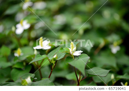 Houttuynia cordata flower Houttuynia cordata flower 65719041
