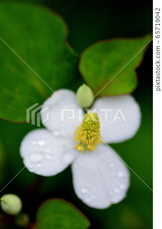 Houttuynia cordata flower 65719042