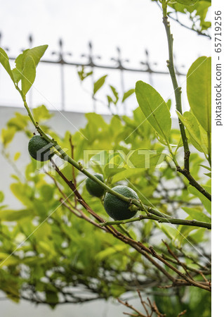 Calamondin Calamondin 65719256
