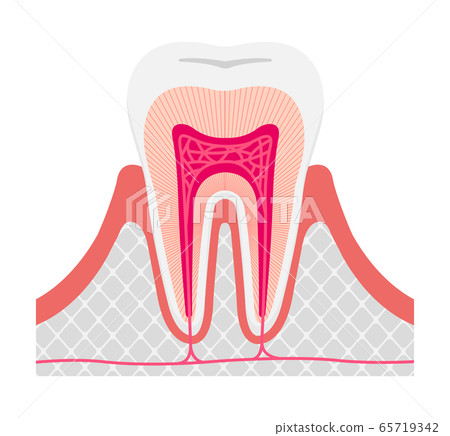 Tooth structure cross-section vector illustration (no letters) Tooth structure cross-section vector illustration (no letters) 65719342