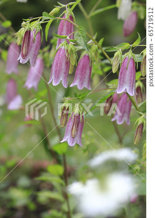 紅紫色螢火蟲黑 紅紫色螢火蟲黑 65719512