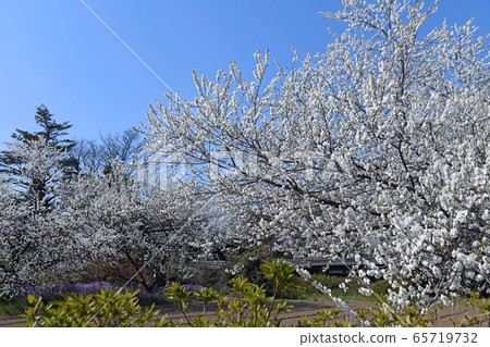 Sakura Tsutsumi Park near the cherry blossom season Sakura Tsutsumi Park near the cherry blossom season 65719732