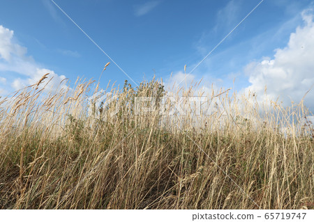 Rice and blue sky 65719747