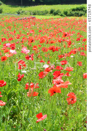 Flower field of Chirley Poppy (Chichibu Takahara Ranch · Poppy Road / Misawa Minotano Town, Chichibu-gun, Saitama Prefecture) Flower field of Chirley Poppy (Chichibu Takahara Ranch · Poppy Road / Misawa Minotano Town, Chichibu-gun, Saitama Prefecture) 65719748