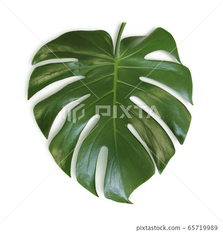 Summer background Tropical frame Summer concept background Summer background Tropical frame Summer concept background 65719989