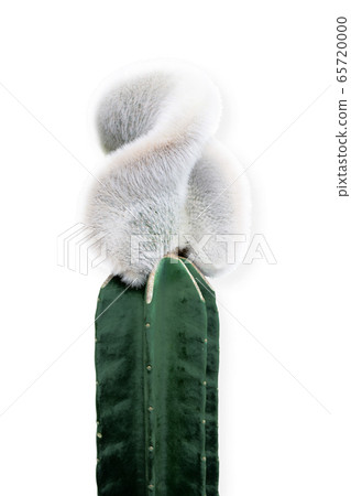 Mink Cactus Tropical Plant Mink Cactus Tropical Plant 65720000