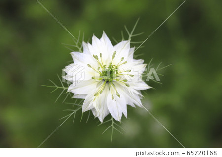白色黑種草花 白色黑種草花 65720168