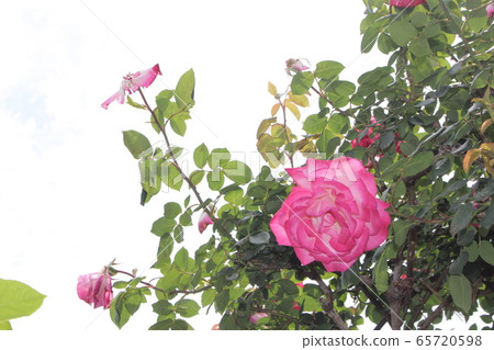 玫瑰愛玫瑰 65720598