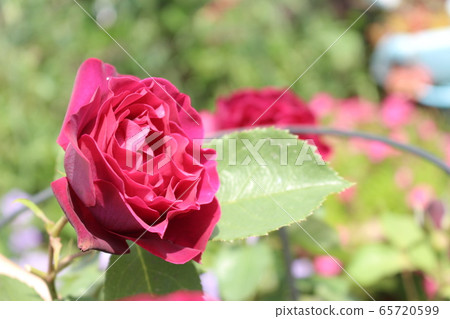 Rose red pink rose Rose red pink rose 65720599