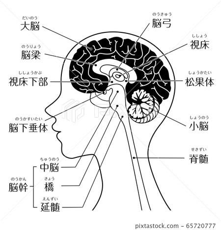 Human body_brain_line drawing with characters Human body_brain_line drawing with characters 65720777