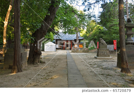 Minuma field: Nakayama Shrine, sacred tree 65720879