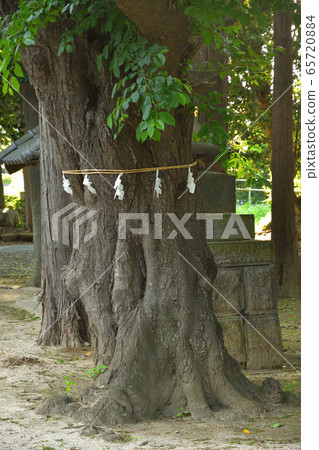 Minuma field: Nakayama Shrine, sacred tree 65720884