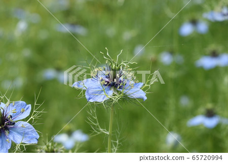 Nigella flower Nigella flower 65720994